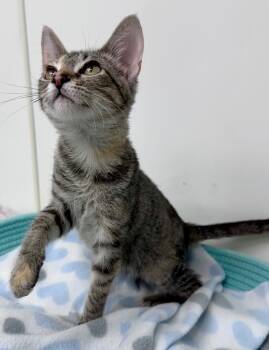 Rescue Domestic Short Hair Cats for Adoption in Waynesville, Missouri - Elsie | PetCurious