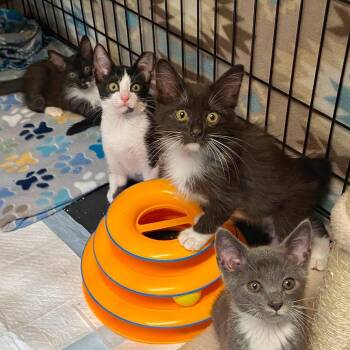 Ritz -  Domestic Short Hair Cat for Adoption in Lutz, Florida - Ritz | PetCurious