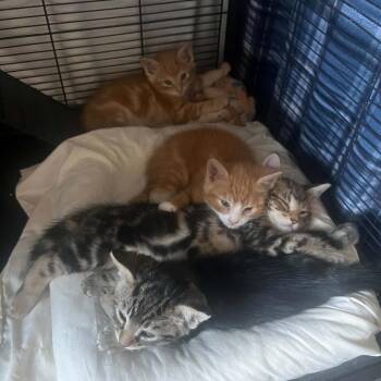 Yam -  Domestic Short Hair Cat for Adoption in Incline Village, Nevada - Yam | PetCurious