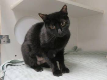 Domestic Short Hair Cats Available for Adoption in Oklahoma City, Oklahoma - MELON | PetCurious