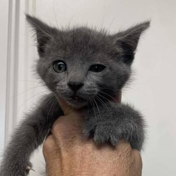 Domestic Short Hair Cats Available for Adoption in Hemet, California - Blueberry | PetCurious