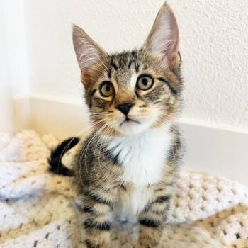 Breadstick -  Domestic Short Hair Cat for Adoption in Orangevale, California - Breadstick | PetCurious