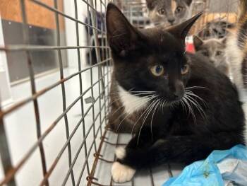 Domestic Short Hair Cats Available for Adoption in Ocala, Florida - A383352 | PetCurious