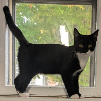 Rescue Domestic Short Hair Cats for Adoption in Mears, Michigan - Sparrow | PetCurious