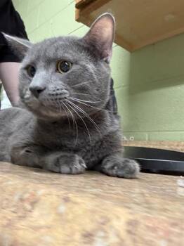 Domestic Short Hair Cats Available for Adoption - RIB TIP | PetCurious