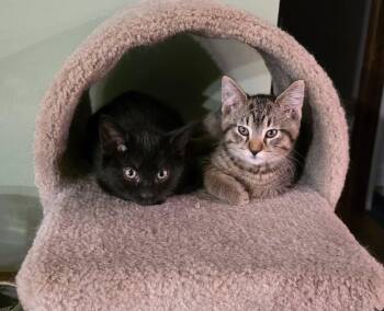 Magnus and Sugar Toes (M&F Pair) -  Domestic Short Hair Cat for Adoption in De Pere, Wisconsin - Magnus And Sugar Toes (M&F Pair) | PetCurious