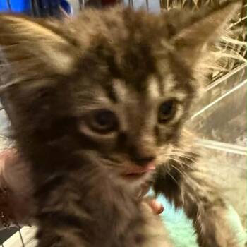 **Blizzard -  Domestic Short Hair Cat for Adoption in Springfield, Ohio - **Blizzard | PetCurious