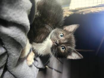 Domestic Short Hair Cats Available for Adoption in Cosby, Tennessee - Pinto & Lima  | PetCurious