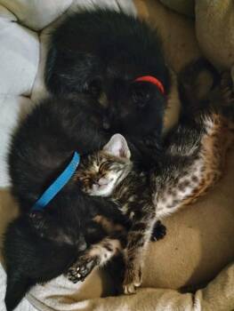 Tiberius -  Domestic Short Hair Cat for Adoption in Emporia, Kansas - Tiberius | PetCurious