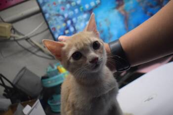 Carter (Momma K4) -  Domestic Short Hair Cat for Adoption in Pahrump, Nevada - Carter (Momma K4) | PetCurious