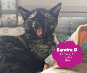 Rescue Domestic Short Hair Cats for Adoption in Newburgh, New York - Sandra D. Aka Sandy | PetCurious