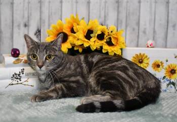 Livia -  Domestic Short Hair Cat for Adoption in Roanoke, Texas - Livia | PetCurious