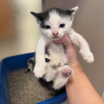 George (26-2F-3) -  Domestic Short Hair Cat for Adoption in Rifle, Colorado - George (26-2F-3) | PetCurious