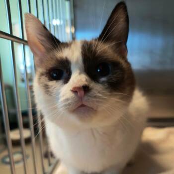 Polly -  Domestic Short Hair Cat for Adoption in Weaverville, California - Polly | PetCurious