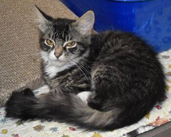SEDONA -  Domestic Medium Hair Cat for Adoption in Sarasota, Florida - SEDONA | PetCurious