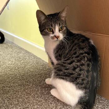 Kathi -  Domestic Short Hair Cat Available for Adoption in Traverse City, Michigan - Kathi | PetCurious
