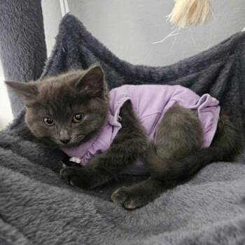 Domestic Short Hair Cats Available for Adoption in Dubuque, Iowa - Tazia | PetCurious