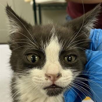 MOJITO -  Domestic Short Hair Cat for Adoption in Albuquerque, New Mexico - MOJITO | PetCurious