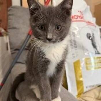 Domestic Short Hair Cats Available for Adoption in Richmond, Virginia - Tulsa | PetCurious