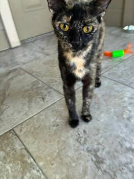 Brownie -  Domestic Short Hair Cat for Adoption in San Antonio, Texas - Brownie | PetCurious