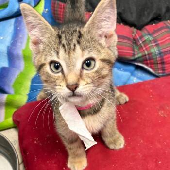 Sun-tan -  Domestic Short Hair Cat for Adoption in Melrose, Florida - Sun-tan | PetCurious