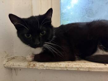 Ruby -  Domestic Short Hair Cat for Adoption in Philadelphia, Pennsylvania - Ruby | PetCurious