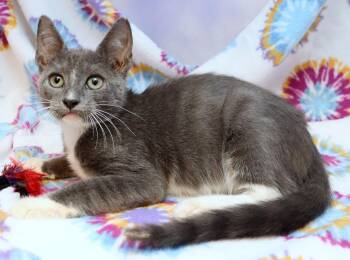 Rescue Domestic Short Hair Cats for Adoption in Tierra Verde, Florida - Winslow | PetCurious
