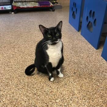 Domestic Short Hair Cats Available for Adoption - Boba | PetCurious