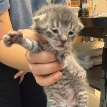 Domestic Short Hair Cats Available for Adoption in Austin, Texas - Snuggle Bug 5 | PetCurious