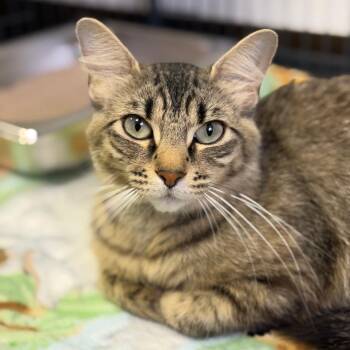 Mama Lisa -  Domestic Medium Hair Cat for Adoption in Fort Smith, Arkansas - Mama Lisa | PetCurious