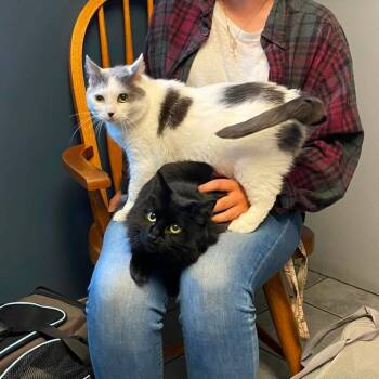 Day - Bonded with Stella! -  Domestic Medium Hair Cat for Adoption in Bristol, Indiana - Day - Bonded With Stella! | PetCurious