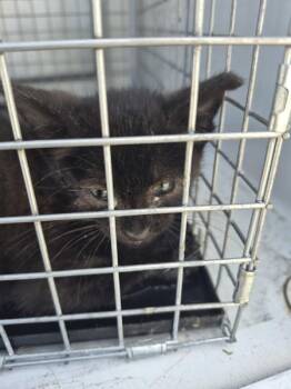 Sf20 Mozzarella -  Domestic Short Hair Cat for Adoption in Lawrenceville, Georgia - Sf20 Mozzarella | PetCurious