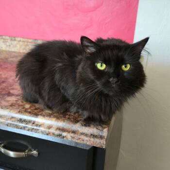 April -  Domestic Long Hair Cat for Adoption in Greensburg, Pennsylvania - April | PetCurious