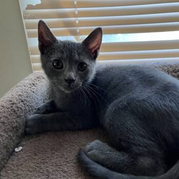 Rescue Domestic Short Hair Cats for Adoption in Lyndhurst, Virginia - Robbie | PetCurious