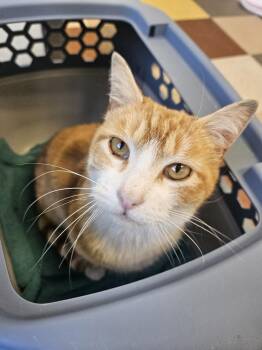Domestic Short Hair Cats Available for Adoption in Philadelphia, Pennsylvania - Sunny Boy Parkside | PetCurious