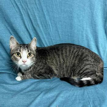 Rescue Domestic Short Hair Cats for Adoption in Waterloo, Iowa - Holly | PetCurious