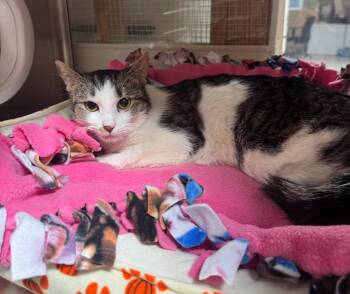 Marina IL -  Domestic Short Hair Cat for Adoption in Fort Lupton, Colorado - Marina IL | PetCurious