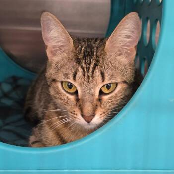 Domestic Short Hair Cats Available for Adoption in Williston, Florida - Bambi | PetCurious
