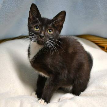 BAC-Stray-142156 -  Domestic Short Hair Cat for Adoption in Beaumont, Texas - BAC-Stray-142156 | PetCurious