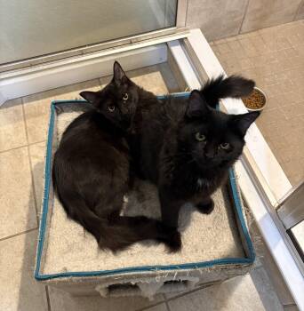 Nolabo -  Domestic Medium Hair Cat for Adoption in Colorado Springs, Colorado - Nolabo | PetCurious