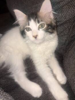 Savana -  Domestic Long Hair Cat for Adoption in Chandler, Arizona - Savana | PetCurious