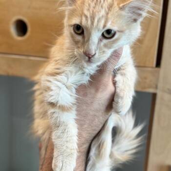 Leif- City Of Industry Location -  Domestic Long Hair Cat for Adoption in Chino Hills, California - Leif- City Of Industry Location | PetCurious
