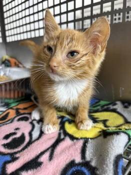 RILEY -  Domestic Short Hair Cat for Adoption in Chester, South Carolina - RILEY | PetCurious