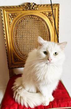 Rescue Domestic Long Hair Cats for Adoption in Beverly Hills, California - Anastasia | PetCurious