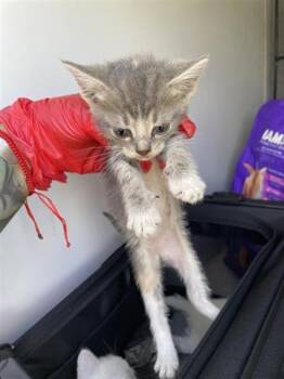 Rescue Domestic Short Hair Cats for Adoption in Houston, Texas - A643655 | PetCurious