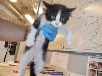 A1404824 -  Domestic Short Hair Cat Available for Adoption in San Jose, California - A1404824 | PetCurious