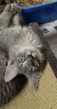 Isaiah -  Tabby Cat for Adoption in Rural Hall, North Carolina - Isaiah | PetCurious