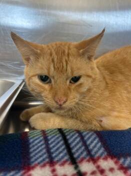 Zade -  Domestic Short Hair Cat for Adoption in Hartsville, South Carolina - Zade | PetCurious