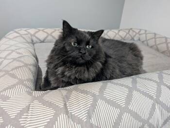 Ramsay -  Domestic Long Hair Cat for Adoption in Edmonton, Alberta - Ramsay | PetCurious