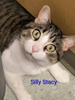 Stacy -  Domestic Short Hair Cat for Adoption in Charlotte, North Carolina - Stacy | PetCurious